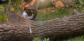 Best Tree Mulching Services  in Dallastown, PA